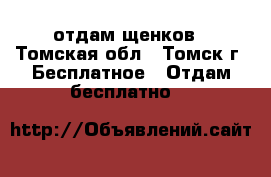 отдам щенков - Томская обл., Томск г. Бесплатное » Отдам бесплатно   